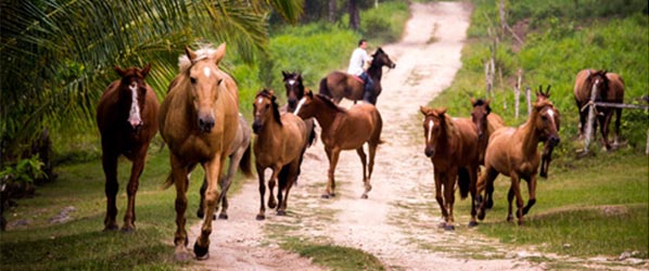 Equitation et multi-activitÃ©s dans la jungle Maya du Belize
