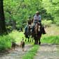 Randonn�es �questres dans les hautes Ardennes belges, Belgique