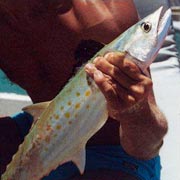 Randonn�e �questre sur les plages de Bahia, Br�sil.