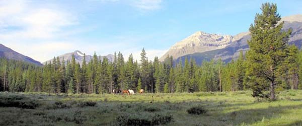 RandonnÃ©e Ã  cheval en autonomie sur la chaÃ®ne des Kananaskis, Alberta, Canada.