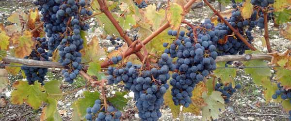 RandonnÃ©e Ã©questre des Grands Vins de Bordeaux, France