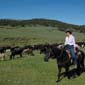 Big Belt Mountains Convoyage de b�tail, randonn�e �questre, Montana USA.