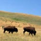 Rando cheval aux Etats-Unis, ranch au Montana