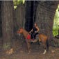 Randonn�e cheval. Redwood Coast Ride, Californie, USA.