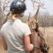 Safari randonnée à cheval. 3 B Ranch, plateau du Waterberg, Afrique du Sud.