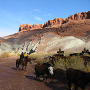 Randonnée équestre. Convoyage de bétail dans les Moodies, Utah, USA