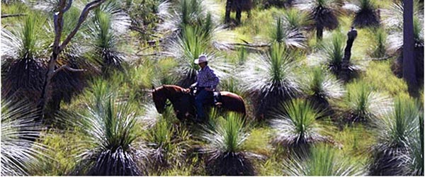 Randonnée à cheval, sentier de la ruée vers l'or, Queensland, Australie