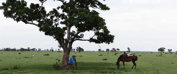Randonnée à cheval de l'Amazonie, île de Marajo, Brésil