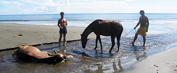 Randonnée équestre des conquistadores, côte Pacifique, Costa Rica