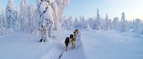 Aventure hivernale, randonnée équestre et chiens de traîneau en Laponie finlandaise