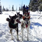 Aventure hivernale, randonnée équestre et chiens de traîneau en Laponie finlandaise