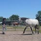 Rando cheval en France dans le Jura