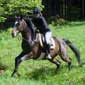 Rando cheval en France dans les Vosges en Alsace
