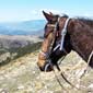 Rando cheval en France Alpes de Haute Provence