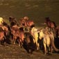 Rando cheval en Islande du sud