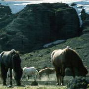 Randonnée à cheval, Kjölur randonnée des rois, du sud au nord de l'Islande