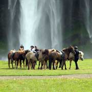 Randonnée à cheval de la vallée de Landmannalaugar, Islande