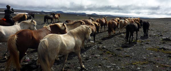 Randonnée à cheval, expédition sauvage en Islande
