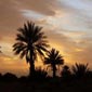 Rando cheval au Maroc à Zagora