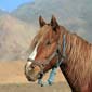 Rando cheval au Maroc à Skoura