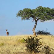 Séjour équestre dans les hauts plateaux de Khomas, Namibie