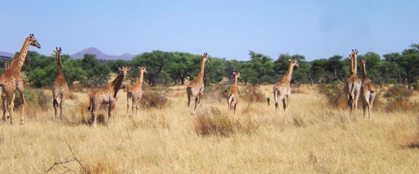 Séjour équestre et safari à cheval dans une ancienne ferme bovine, Namibie 