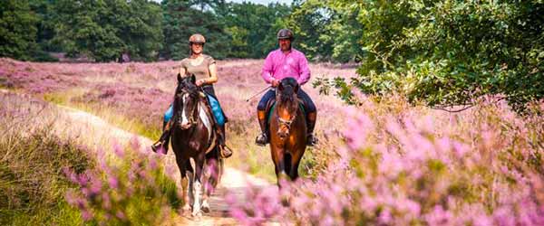 Randonnées à cheval dans le parc de Meinweg, Pays-Bas
