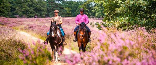 RandonnÃ©es Ã  cheval dans le parc de Meinweg, Pays-Bas