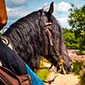 Rando cheval au Pays-Bas