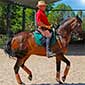 Rando cheval au Portugal à Lisbonne