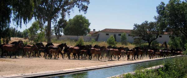Randonnée équestre, les lusitaniens, chevaux royaux de l'Alentejo, Portugal (complet 2023)