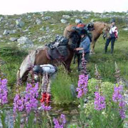 Randonnée équestre de Nikkaluokta, chevaux islandais en Laponie, Suède