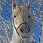 Rando cheval en Suède en Laponie