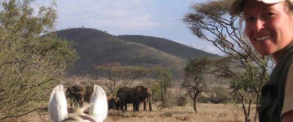 Big game safari rando cheval . Sentiers des grands prédateurs au Kilimandjaro, Tanzanie.