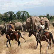 Safari sur les traces des troupeaux sauvages de l'Amboseli, au pied du Kilimandjaro, Tanzanie