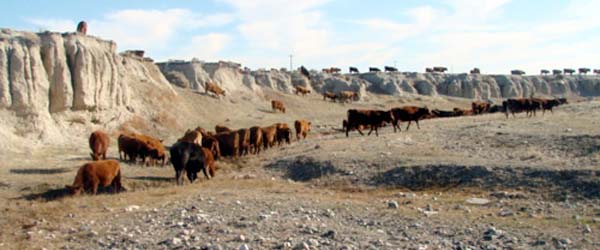 Travail du bÃ©tail, sÃ©jour Ã©questre, Ranch aux abord de l'Oregon Trail, Wyoming USA.