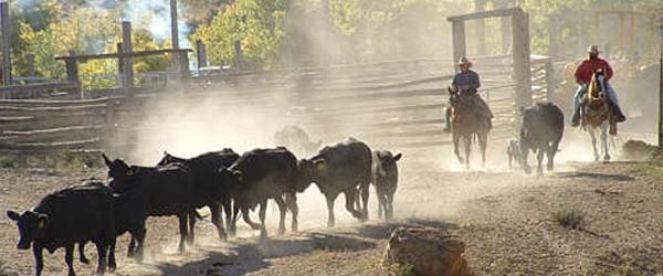 Séjour équestre, convoyage de bétail dans les Pryor Mountains, Wyoming USA.