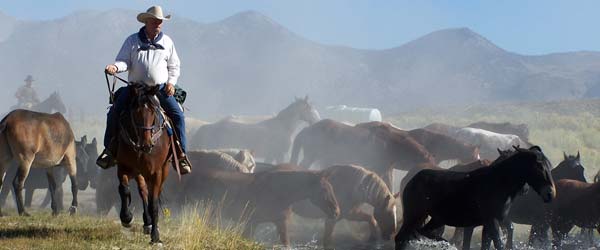 Séjour équestre, convoyage de chevaux, à Owens Valley, Californie, USA.