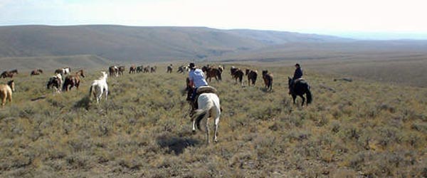 Séjour équestre, convoyage de chevaux en Idaho, USA.
