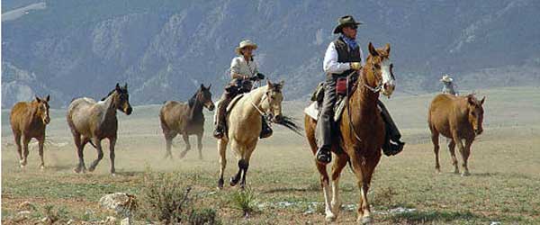 Séjour équestre, convoyage de chevaux dans les Pryor Mountains, Wyoming USA.