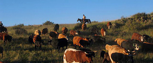 Séjour équestre en ranch au pays de Billy The Kid, Nouveau Mexique, USA