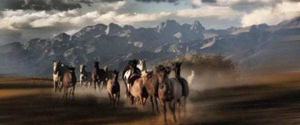 Séjour équitation. Ranch de bétail et bisons, Colorado USA.