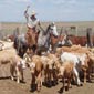 Rando cheval aux Etats-Unis, ranch  au Colorado