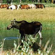 Randonnée à cheval. Shoshone Wilderness Ranch, Wind River, Wyoming USA