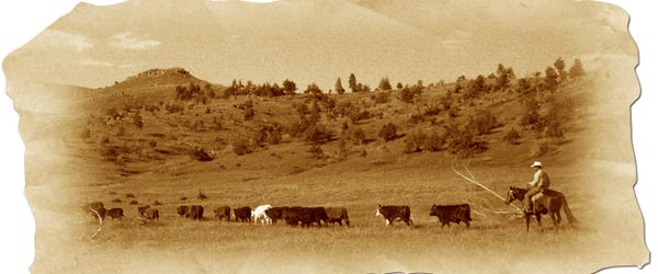 Randonnée équestre. Ranch des Black Hills, Wyoming, USA.
