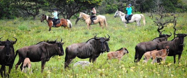 RandonnÃ©e Safari Ã©questre sur la CÃ´te Sauvage, Afrique du Sud