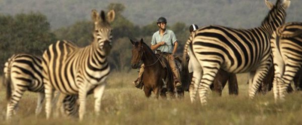 Safari équestre, Camp Davidson dans le Waterberg, Afrique du Sud 
