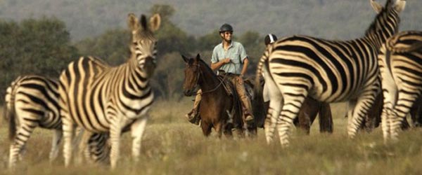 Safari équestre, Camp Davidson dans le Waterberg, Afrique du Sud