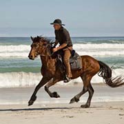 Randonnée à cheval, sur les plages de Walker Bay, Afrique du Sud