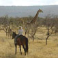 Rando cheval en Afrique du Sud au Waterberg